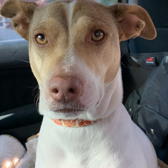 Meet your Posher, Olivia - Picture 4 of 11